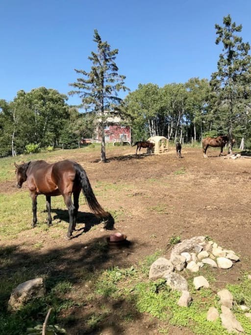Horse paddock near the chalet